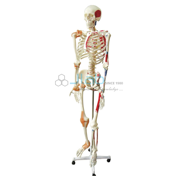 Skeleton Model With Muscles and Joint Ligaments