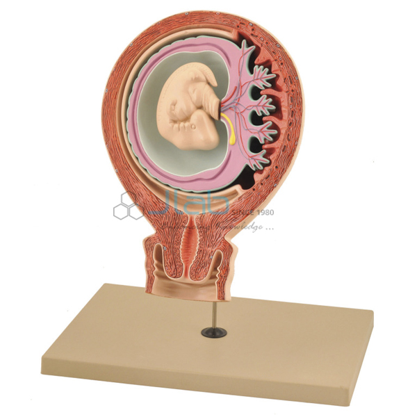 Human Foetus Model