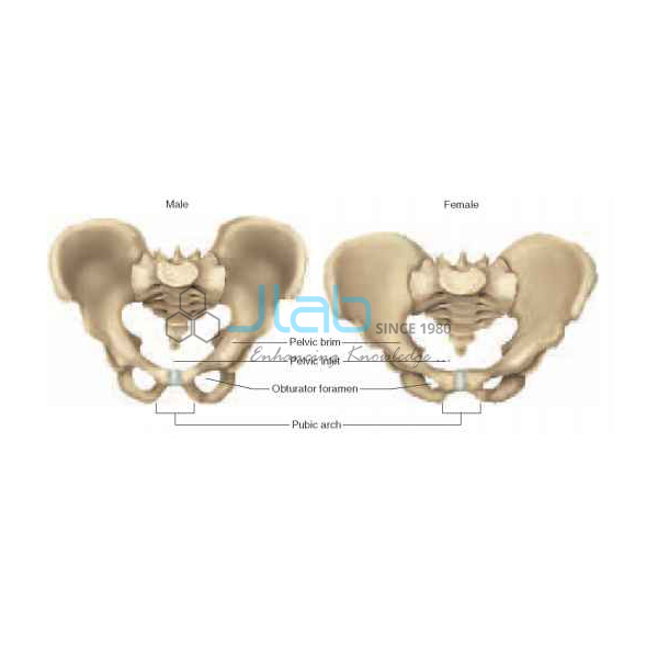 Adult Male/Female Pelvis