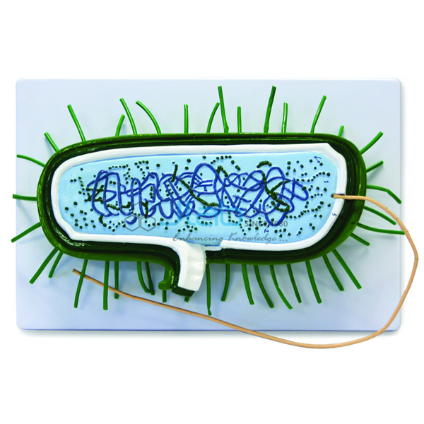 Bacterial Model