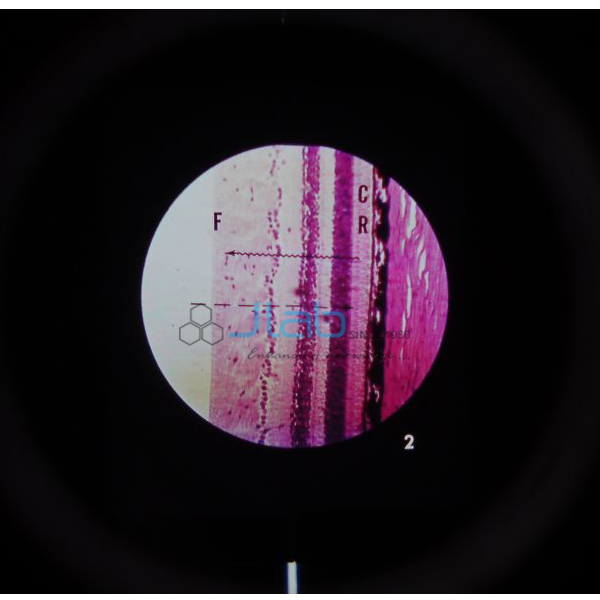 Central Nervous System Microslide