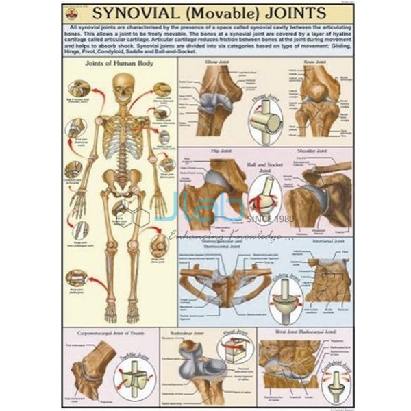 Movable Joints Chart