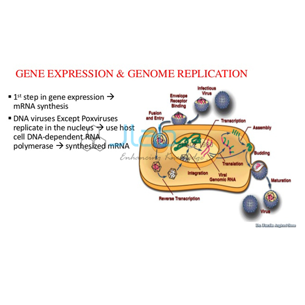 Bacterial Genome An Replication Model
