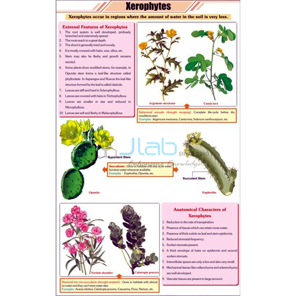 Xerophytes Chart