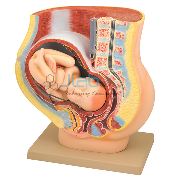 Pregnancy Pelvis with Baby