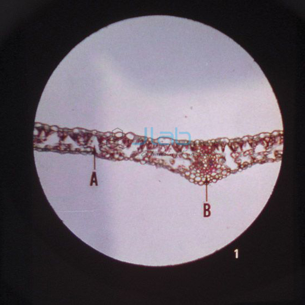 Microslide Photosynthesis