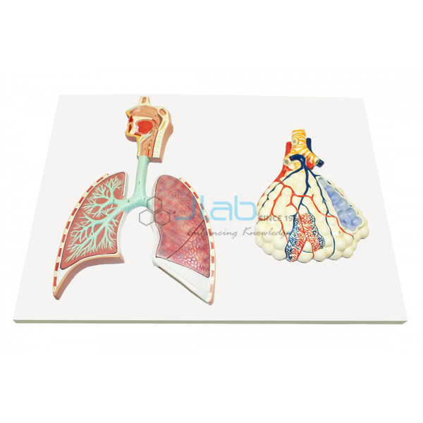 Human Respiratory System with Magnified Alveolus