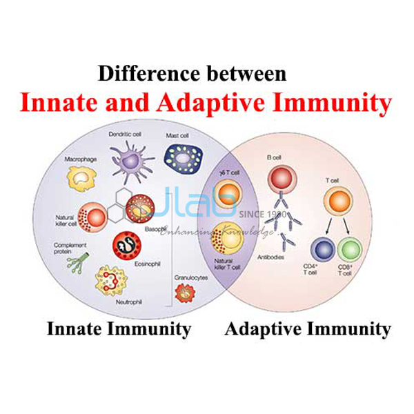 Inmate Immunity Model