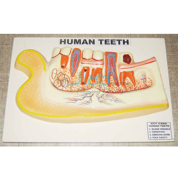 Human Teeth Model