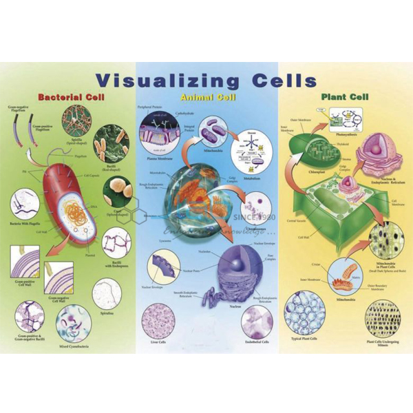Visualizing Cells Poster