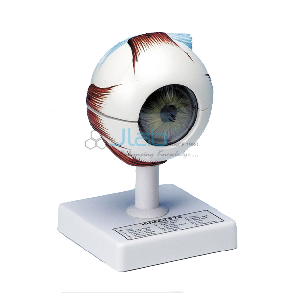 Human Eye Model