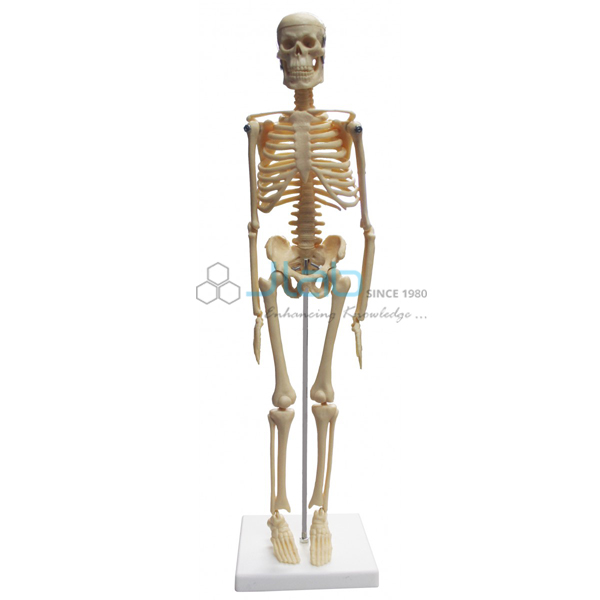 Desktop Skeleton 17 (43cm)
