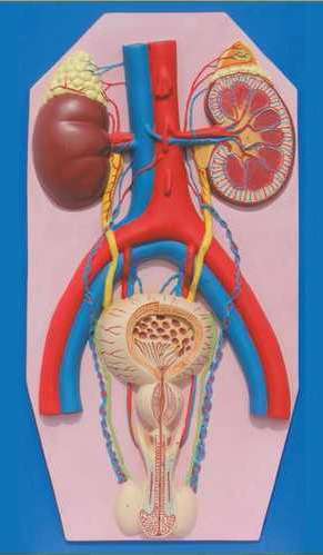 Human Urinary System