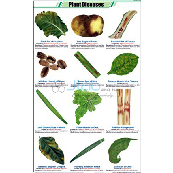 Plant Diseases Chart