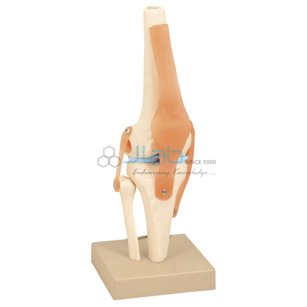 Human Knee Joint Model