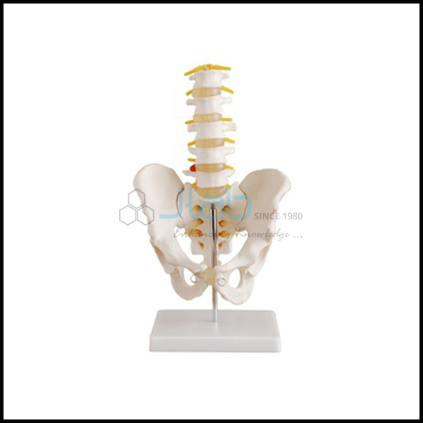 Human Male Pelvis with Lumbar Vertebrae