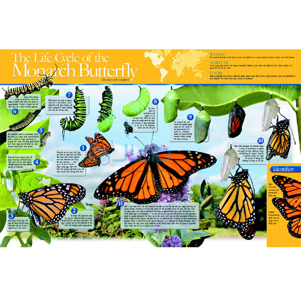 Monarch Butterfly Life Cycle Poster