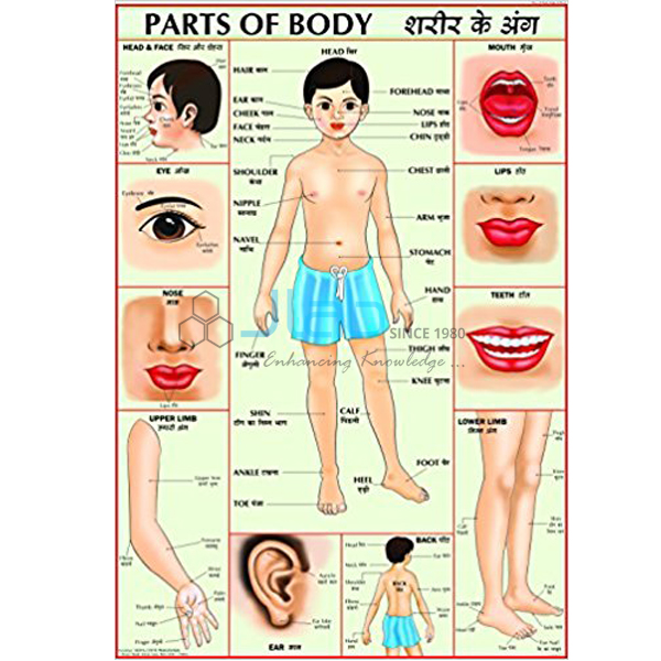 Parts of the Body Chart