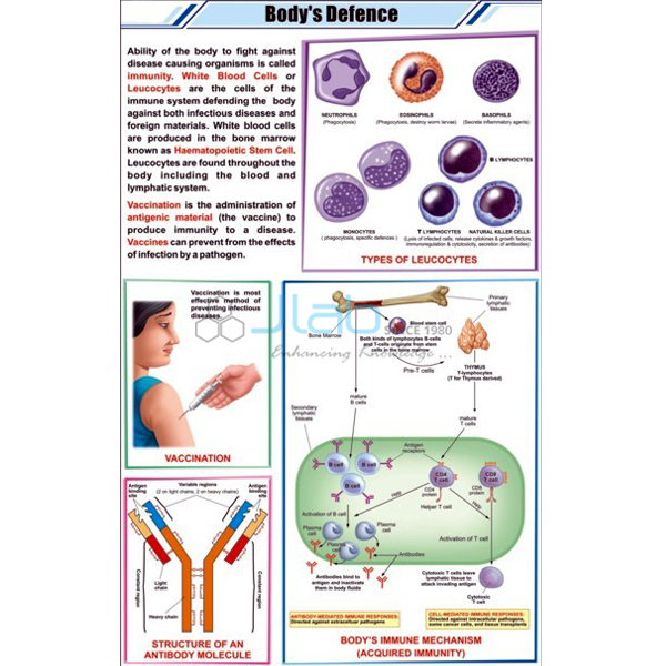 Body Defense Chart