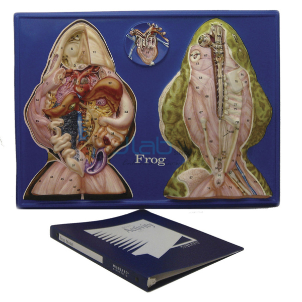 Frog Model Activity Set