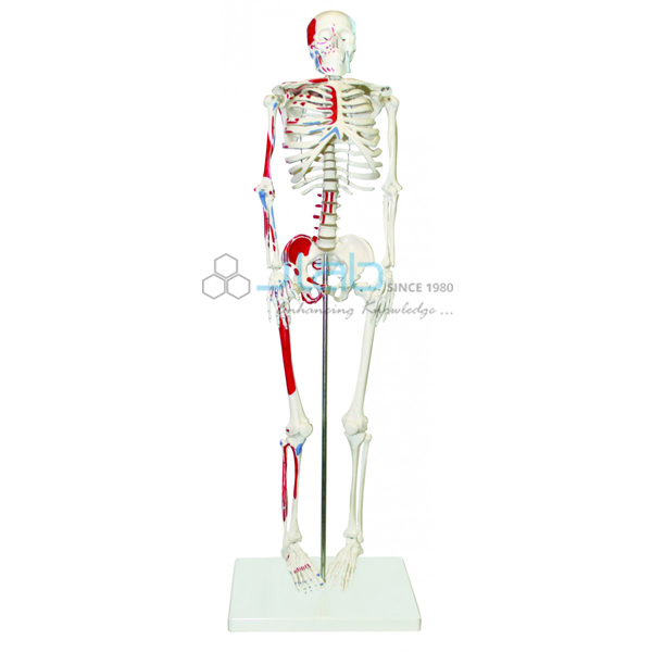 Half Size Human Skeleton with Muscle