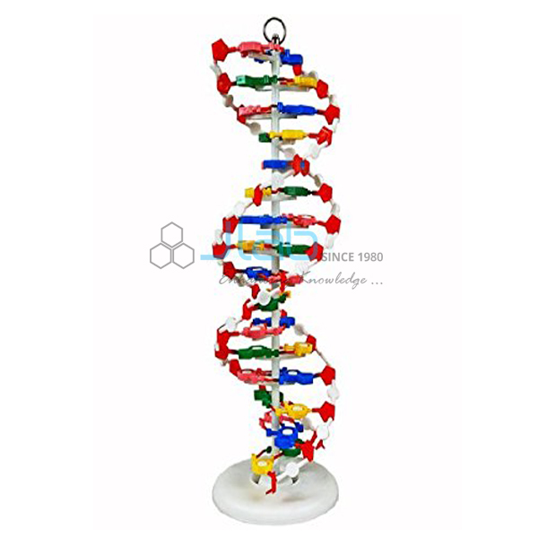 Model of DNA