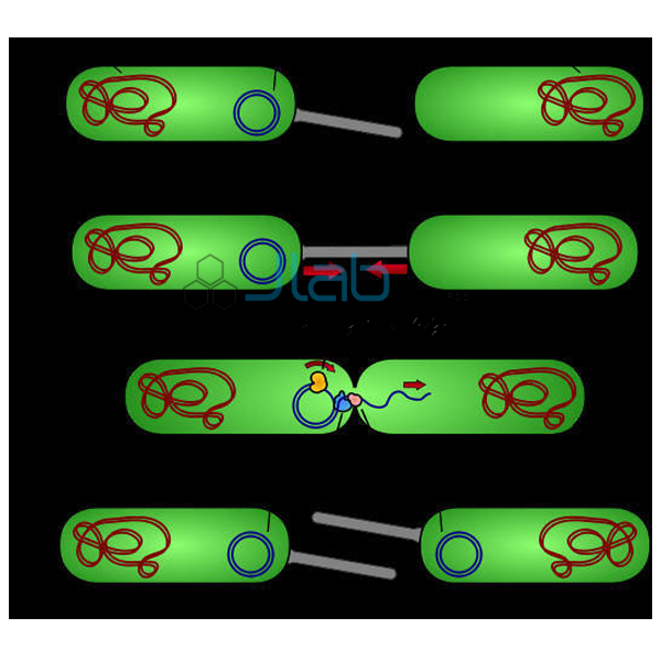 Gene Transfer Conjugation Transduction Model