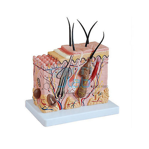 Skin Block Model Enlarge