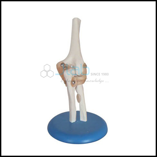 Elbow Joint Model