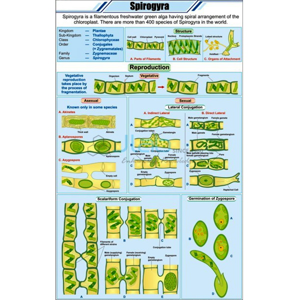 Spirogyra Chart