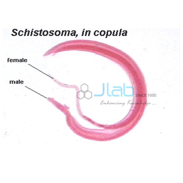 Schistosoma in Copula