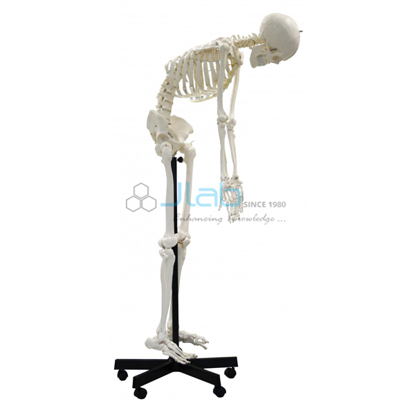 Human Skeleton 67 Full Size Flexible 170cm