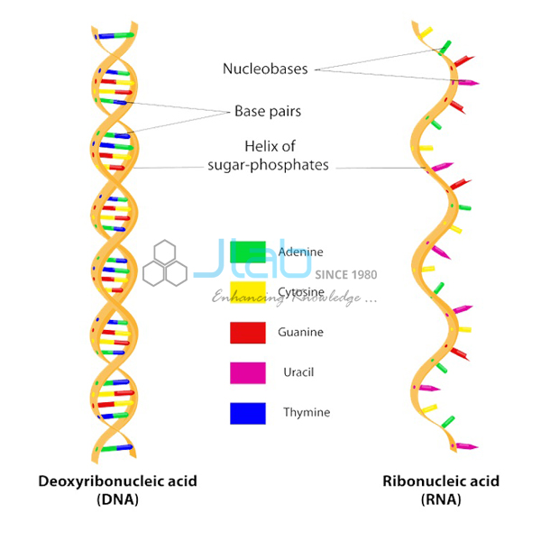 DNA RNA Structure Model