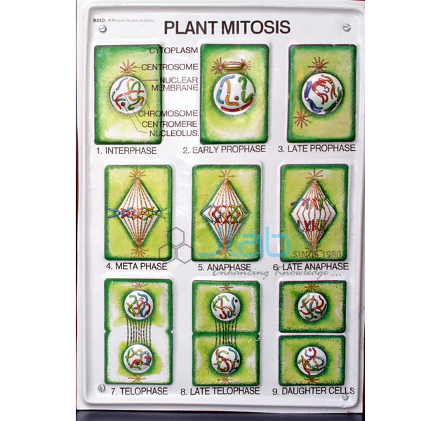 Plant Mitosis Model