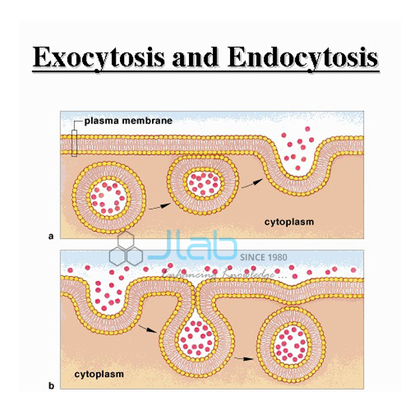 Endocytosis and Exocytosis Model
