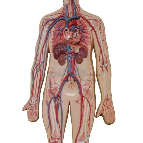 Human Artery and Vein Model