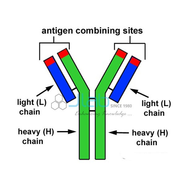 Antibodies Model