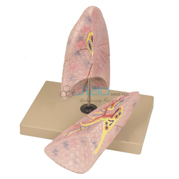 Right Lung Model