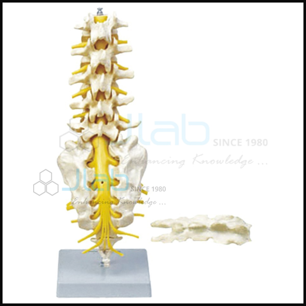 Lumbar Spinal Column