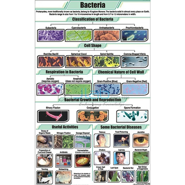 Bacteria Chart