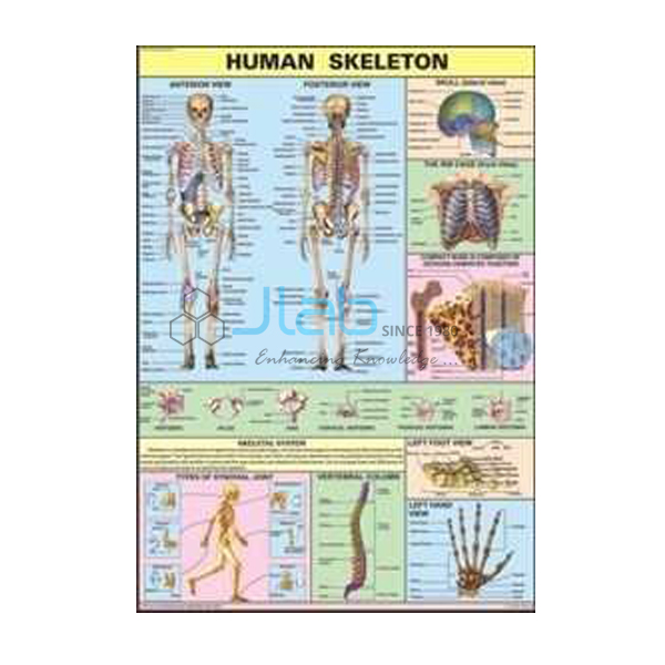 Human Skeleton Chart