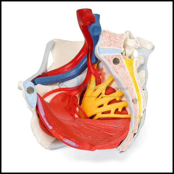 Pelvis With Nerves and Muscles Model