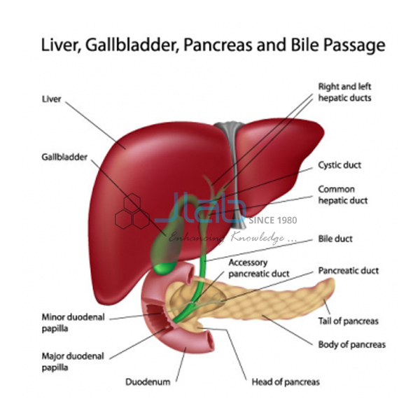 Liver, Gall bladder and Pancreas