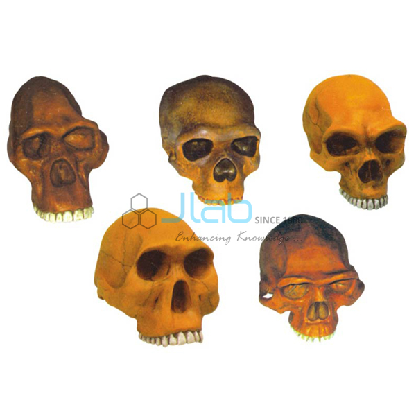 Prehistoric Man Skulls
