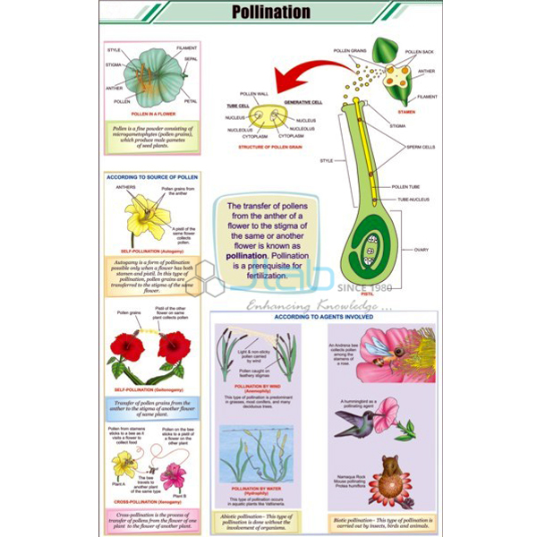 Pollination Chart