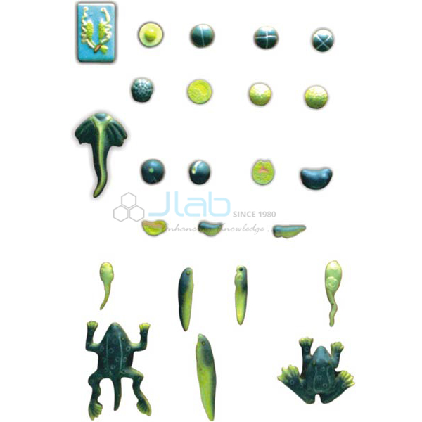 Frog Development Model India, Manufacturers, Suppliers & Exporters in India