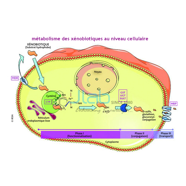 Metabolism Xenobiotics in Cell Model