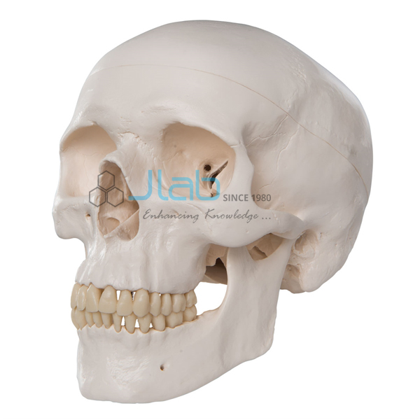 Human Skull Model