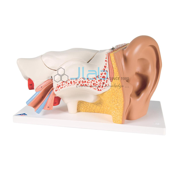 Human Ear-6 Parts