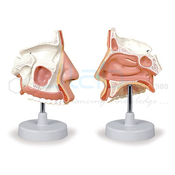 Anatomical Nasal Cavity